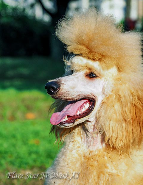 �A�v���R�b�g�@�X�^���_�[�h�@�v�[�h��